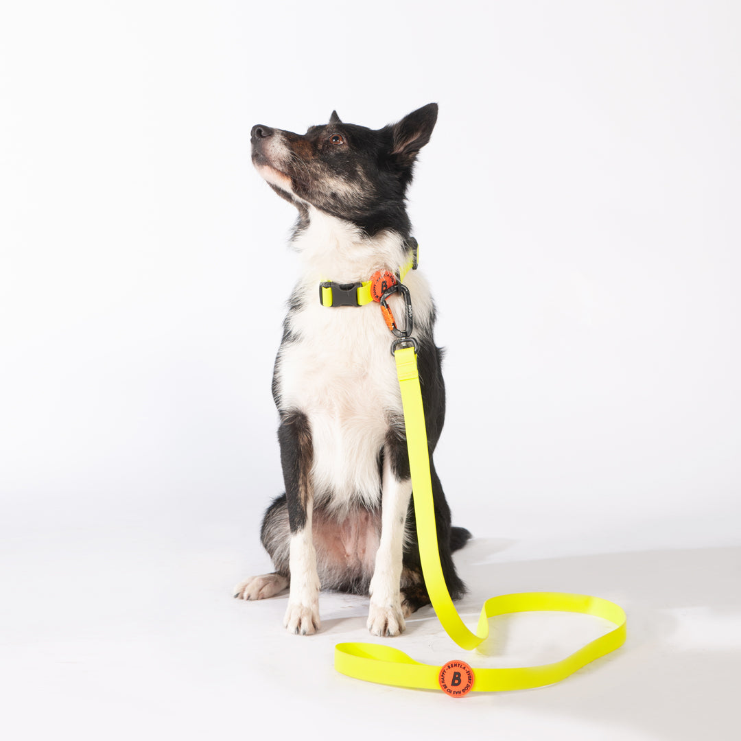 Bentla Aqua Leash 防水單色狗帶 1.5m