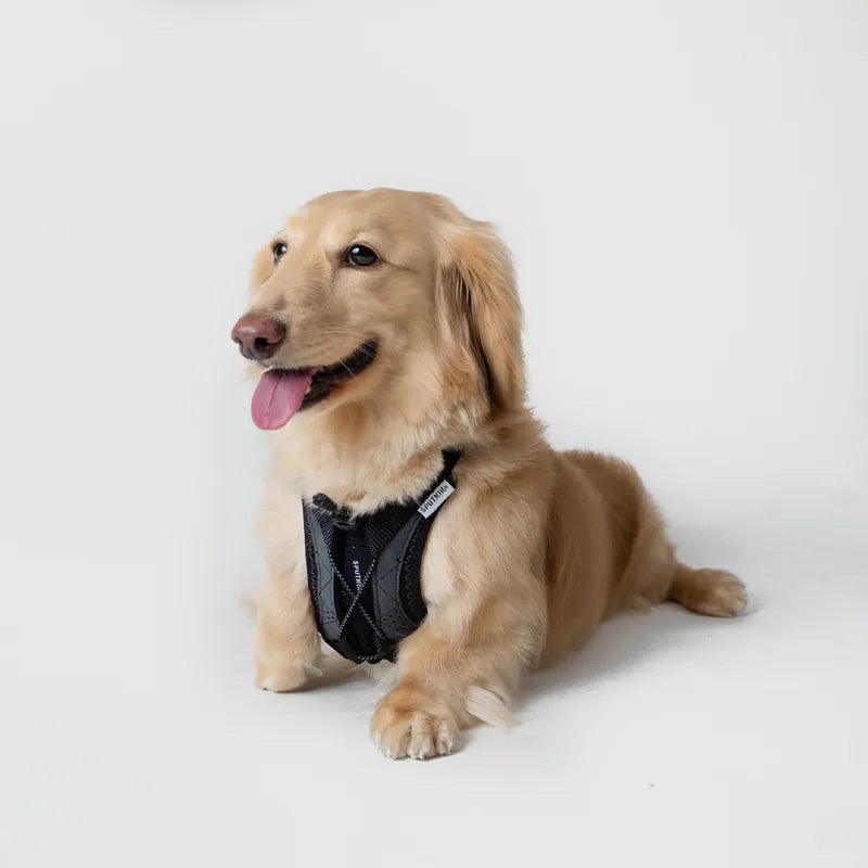 Sputnik Ultra Explore 終極胸背帶 - 黑