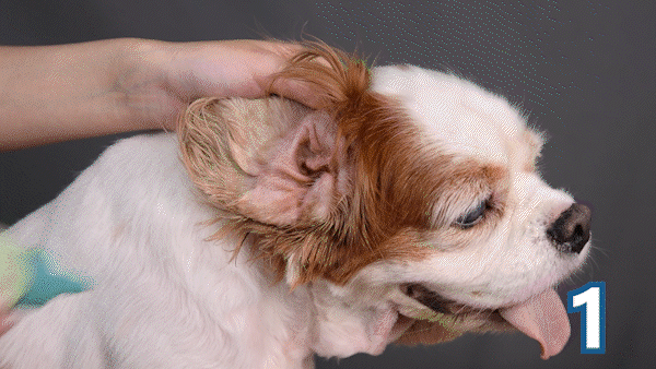 歸毛家族 【萌耳保衛】萌耳液150ml (寵物耳道基礎清潔)