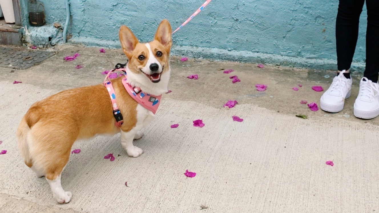 EGGPUFF Just Fit Harness Bundle Set