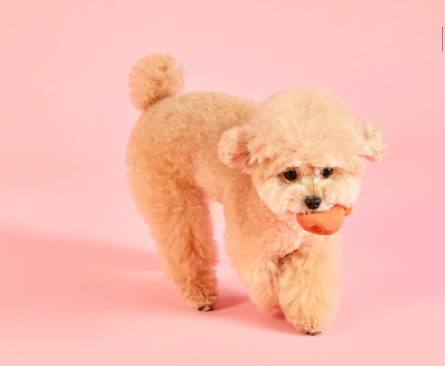 Wiggle Wiggle 乳膠玩具 三個裝 Latex toy 3pc