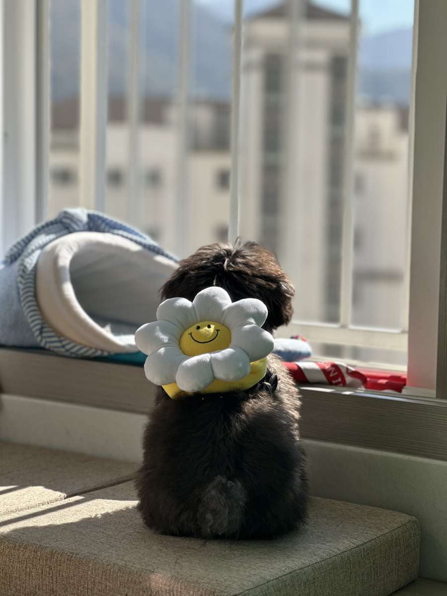 韓國笑花花背包狗繩 Korean Smile Flower Bag Leash