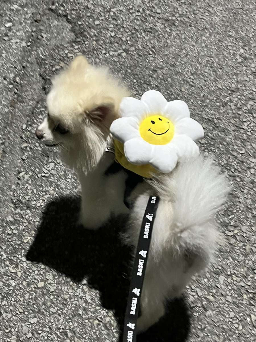 韓國笑花花背包狗繩 Korean Smile Flower Bag Leash