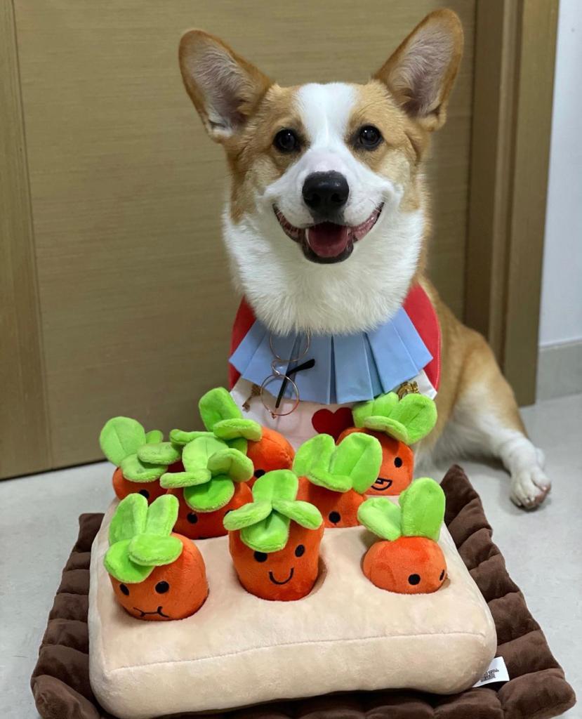 香港獨家 韓國紅蘿蔔農田 Carrot Farm