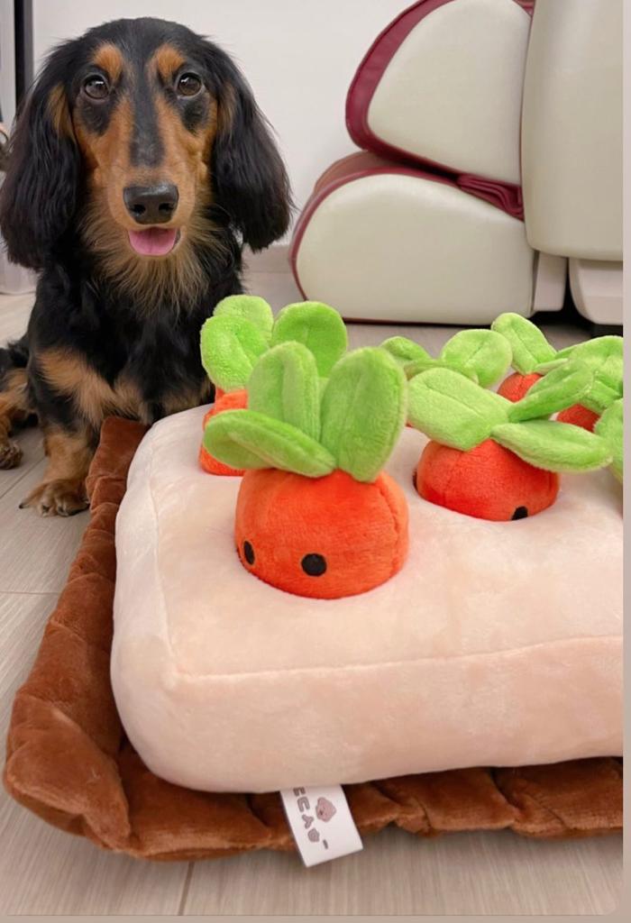 香港獨家 韓國紅蘿蔔農田 Carrot Farm