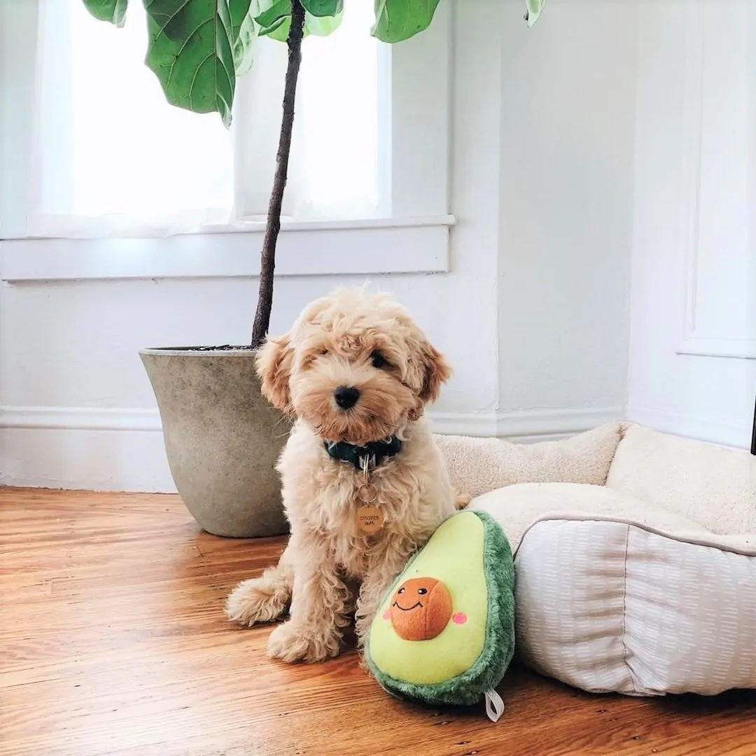Zippypaws - Avocado 牛油果發聲玩具