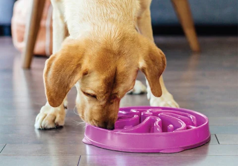 Outward Hound Fun Feeder Slo Bowl 慢食碗 - 紫色花型