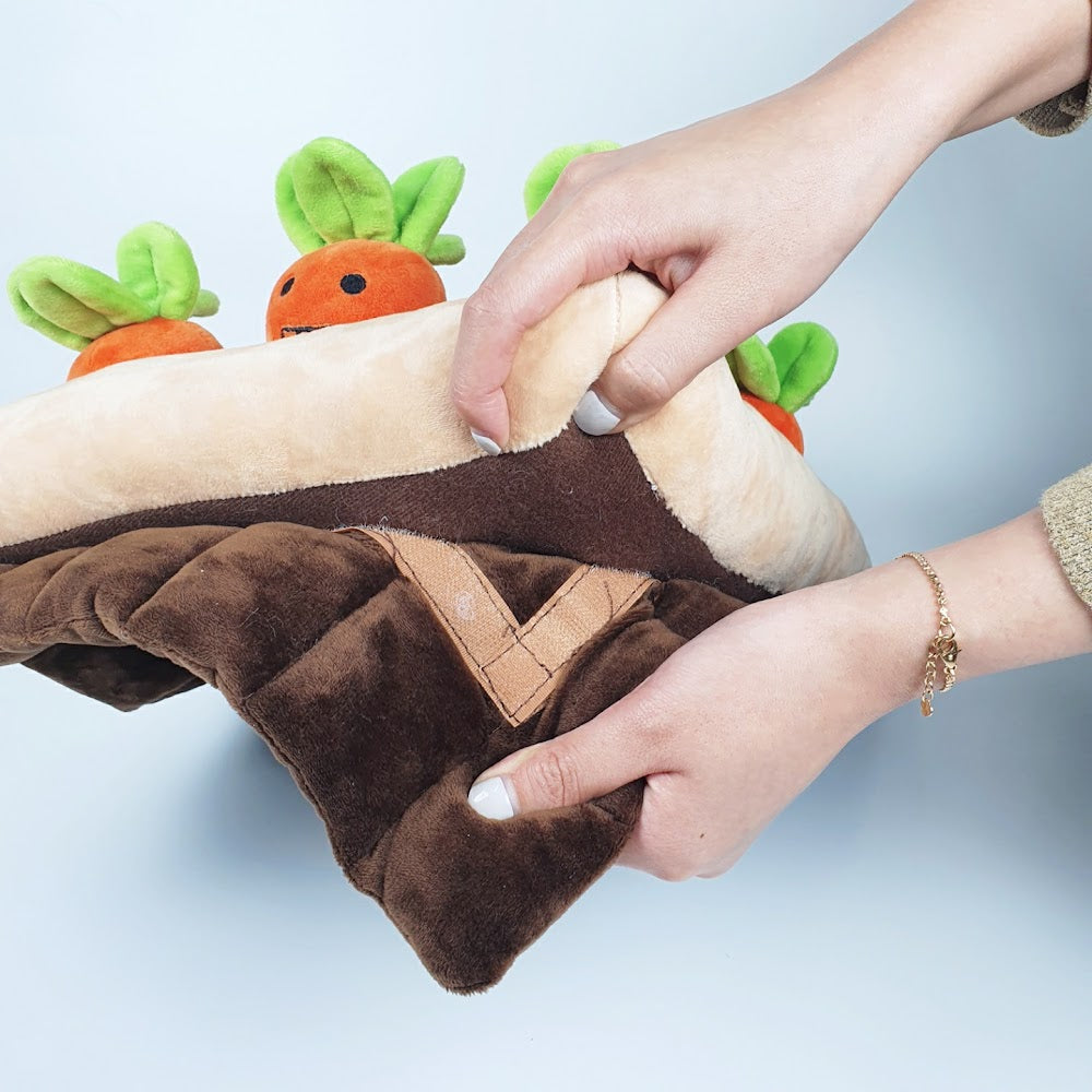 香港獨家 韓國紅蘿蔔農田 Carrot Farm