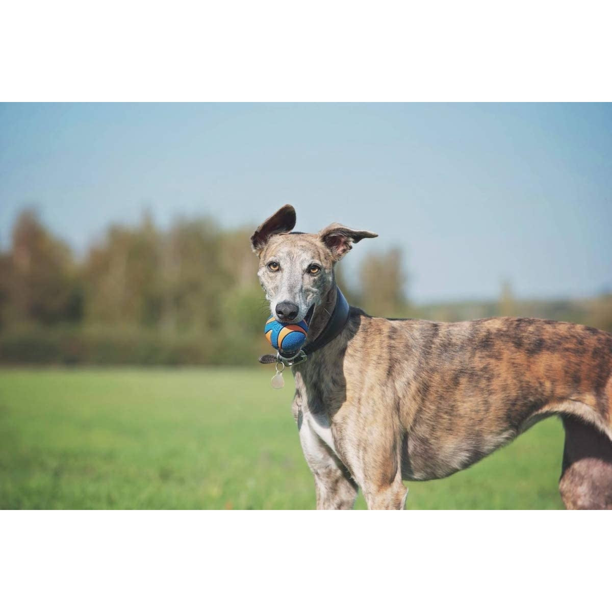 Chuckit! 高彈力發聲耐咬雲呢拿波波 Ultra Squeaker Dog Ball