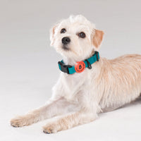 Bentla Aqua Collar 防水頸圈