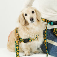 NORADOG 多用途牽繩 3m Long Leash