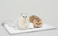TeddyLand Ultimate cool mattress with pillow 極涼感床墊組合