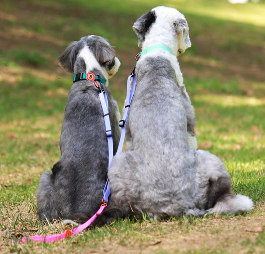 Bentla Aqua Twin Leash 防水雙繩狗帶