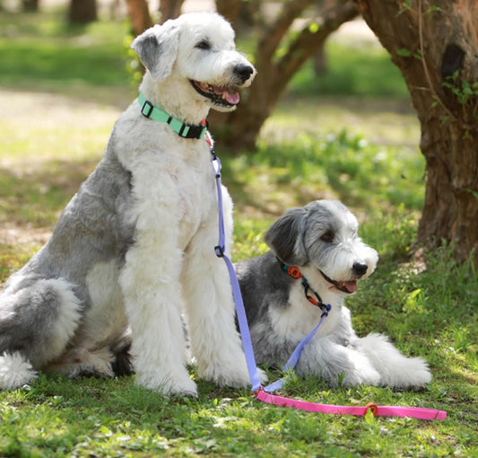 Bentla Aqua Twin Leash 防水雙繩狗帶