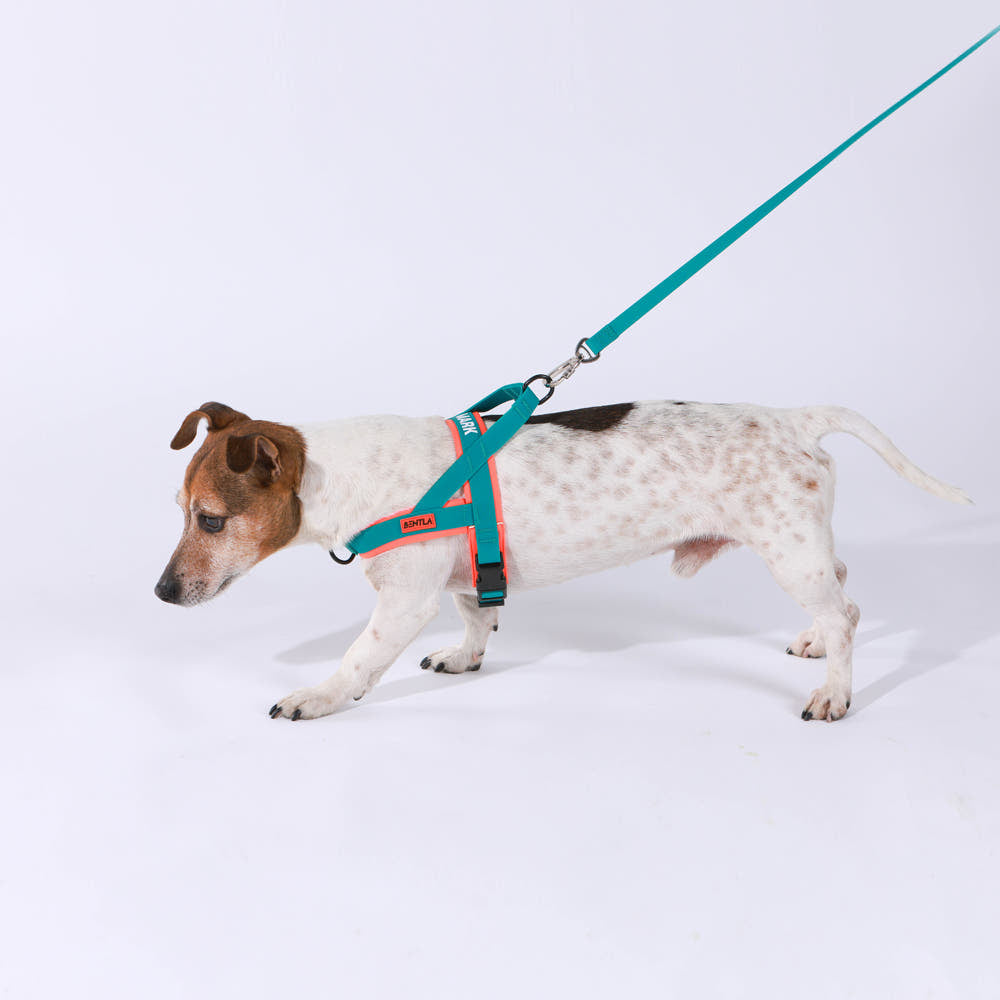 Bentla 三項全能防水胸背帶 Aqua Tri Harness