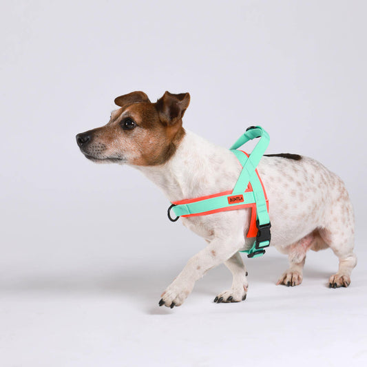 Bentla 三項全能防水胸背帶 Aqua Tri Harness