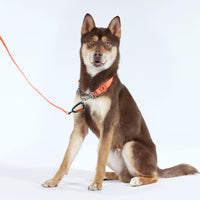 Bentla Aqua Half Chain Collar 防水半鐵鍊頸圈