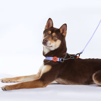 Bentla Aqua Half Chain Collar 防水半鐵鍊頸圈