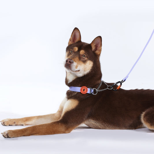 Bentla Aqua Half Chain Collar 防水半鐵鍊頸圈