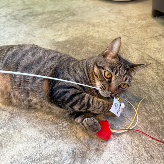 Meow² 紅色街市燈逗貓棒