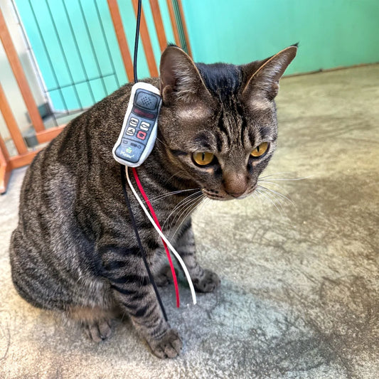 Meow² 懷舊大哥大電話逗貓棒