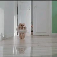 Itsdog Jelly Bunny 花邊防舔咬頸圈 Jelly Bunny anti-bite collar