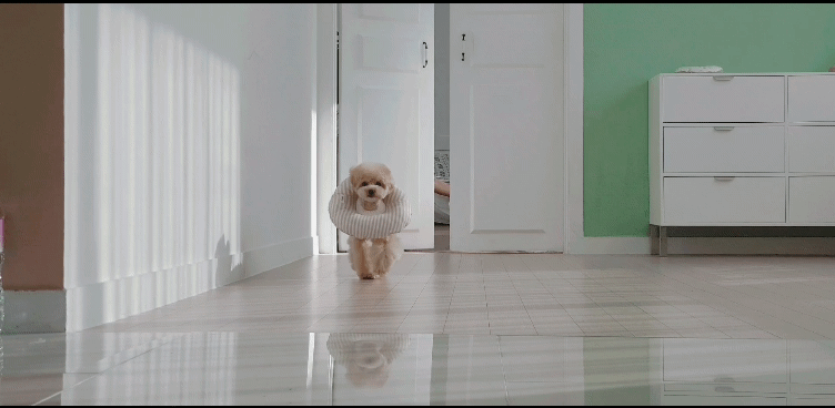 Itsdog Jelly Bunny 花邊防舔咬頸圈 Jelly Bunny anti-bite collar