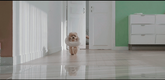 Itsdog Jelly Bunny 花邊防舔咬頸圈 Jelly Bunny anti-bite collar