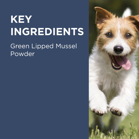 Blackmore 三文魚關節肉粒  Osteocare Joint Health Chew 100粒裝