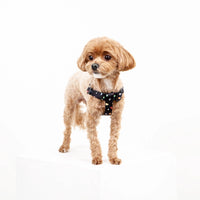 IMSUSU 波點Y型胸背帶 Terazzo Y Harness