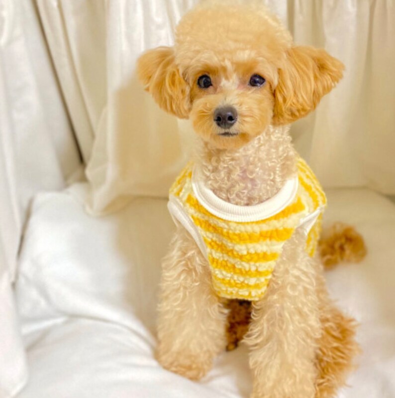 韓國間條比熊啪樓抓絨背心 Bichon Stripe Fleece Vest