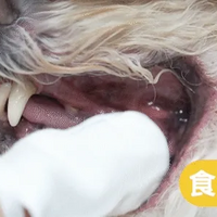 歸毛家族【一口好牙】齦來健康護齒凝膠