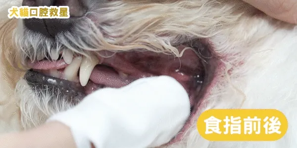 歸毛家族【一口好牙】齦來健康護齒凝膠