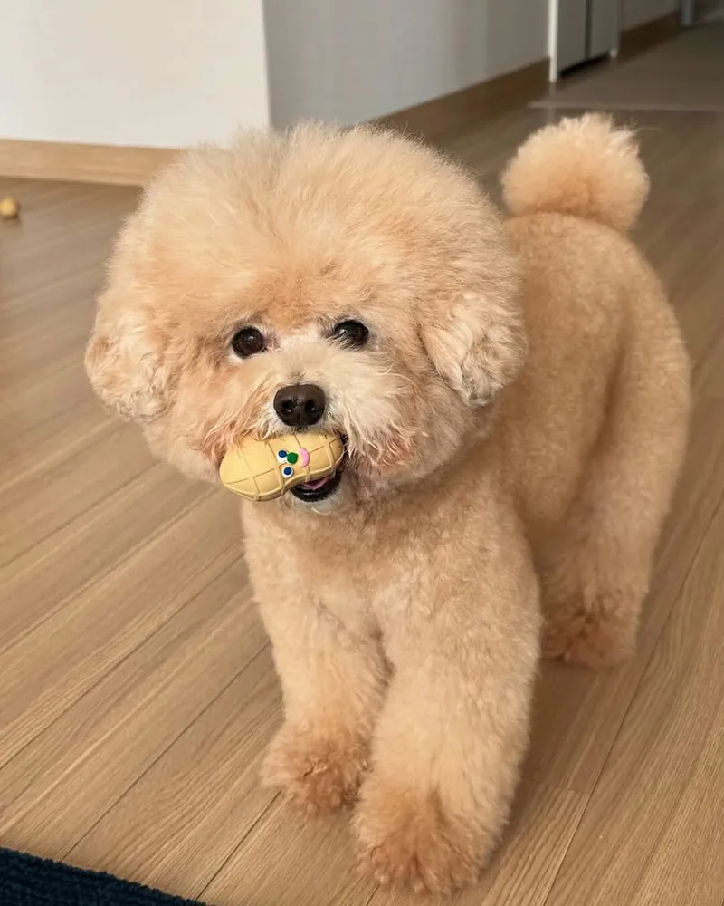 BITEME 花生乳膠玩具 Peanuts Latex Toy