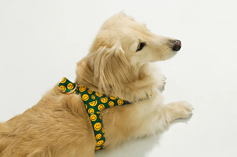 NORADOG 快穿式胸背帶 Easy Harness (S - 3XL)