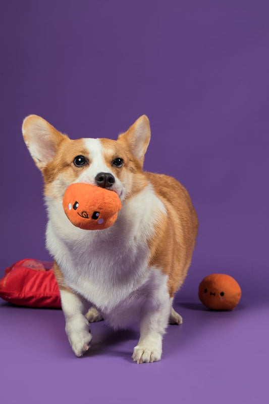 Cheese Ball Snuffle Toy 芝士波波藏食玩具 (狗狗版）