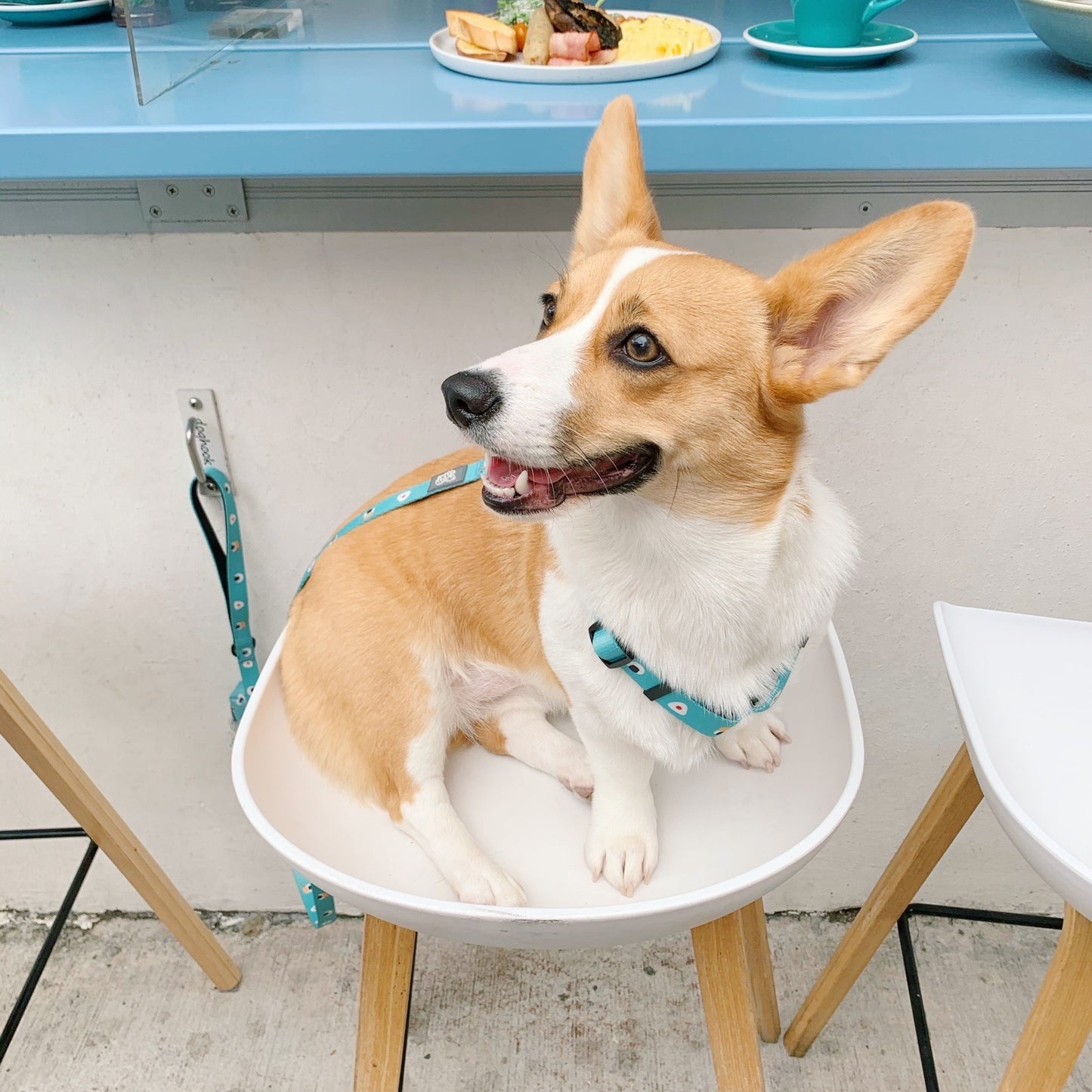 EGGPUFF Esssential Harness H型 胸背帶連牽繩 with leash