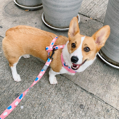 EGGPUFF Just Fit 胸背帶連牽繩 Harness with leash