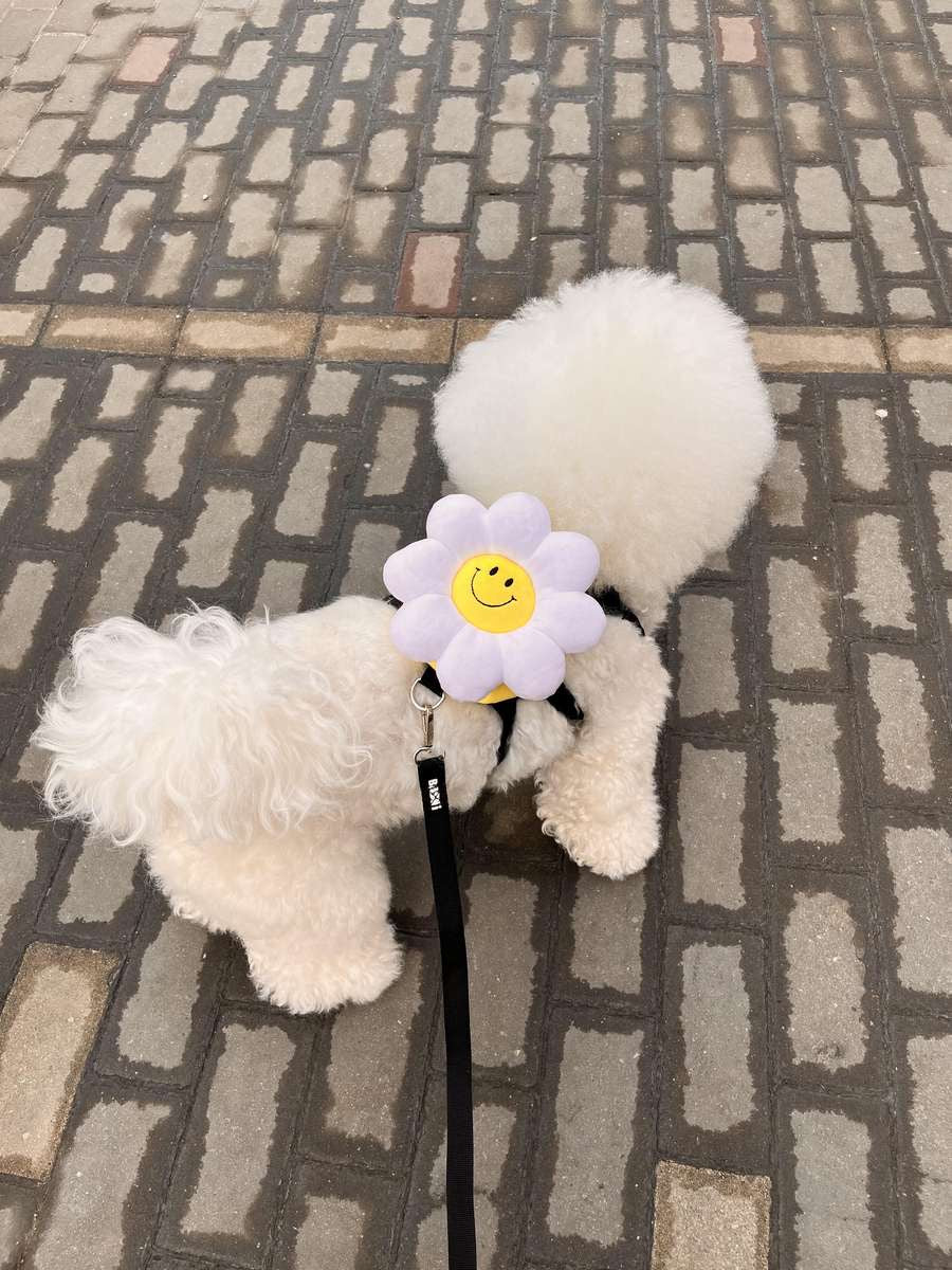 韓國笑花花背包狗繩 Korean Smile Flower Bag Leash