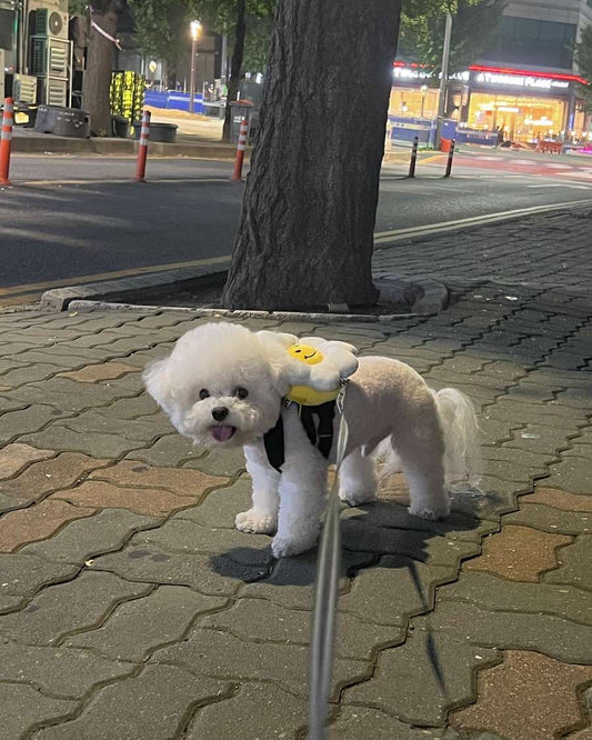 韓國笑花花背包狗繩 Korean Smile Flower Bag Leash