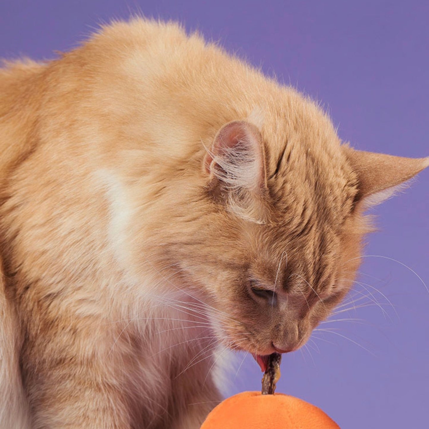 Cheese Ball Snuffle Toy 芝士波波藏食玩具 (貓貓版 含貓草）