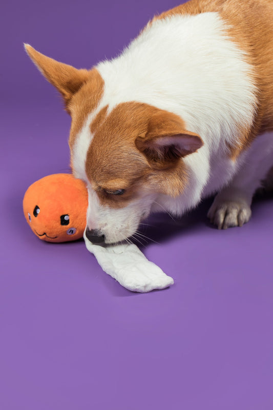 Cheese Ball Snuffle Toy 芝士波波藏食玩具 (狗狗版）