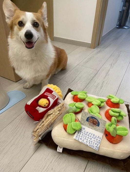香港獨家 韓國紅蘿蔔農田 Carrot Farm
