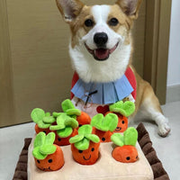 香港獨家 韓國紅蘿蔔農田 Carrot Farm