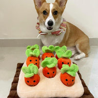 香港獨家 韓國紅蘿蔔農田 Carrot Farm