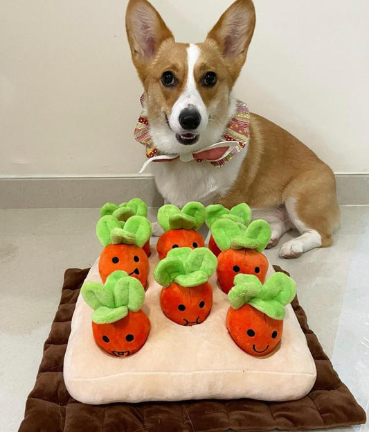 香港獨家 韓國紅蘿蔔農田 Carrot Farm