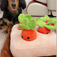 香港獨家 韓國紅蘿蔔農田 Carrot Farm