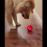 Pet Qwerks Blinky Babble Balls 發光奇怪響聲波波