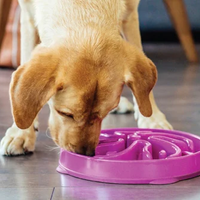 Outward Hound Fun Feeder Slo Bowl 慢食碗 - 紫色花型