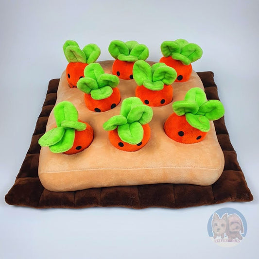 香港獨家 韓國紅蘿蔔農田 Carrot Farm